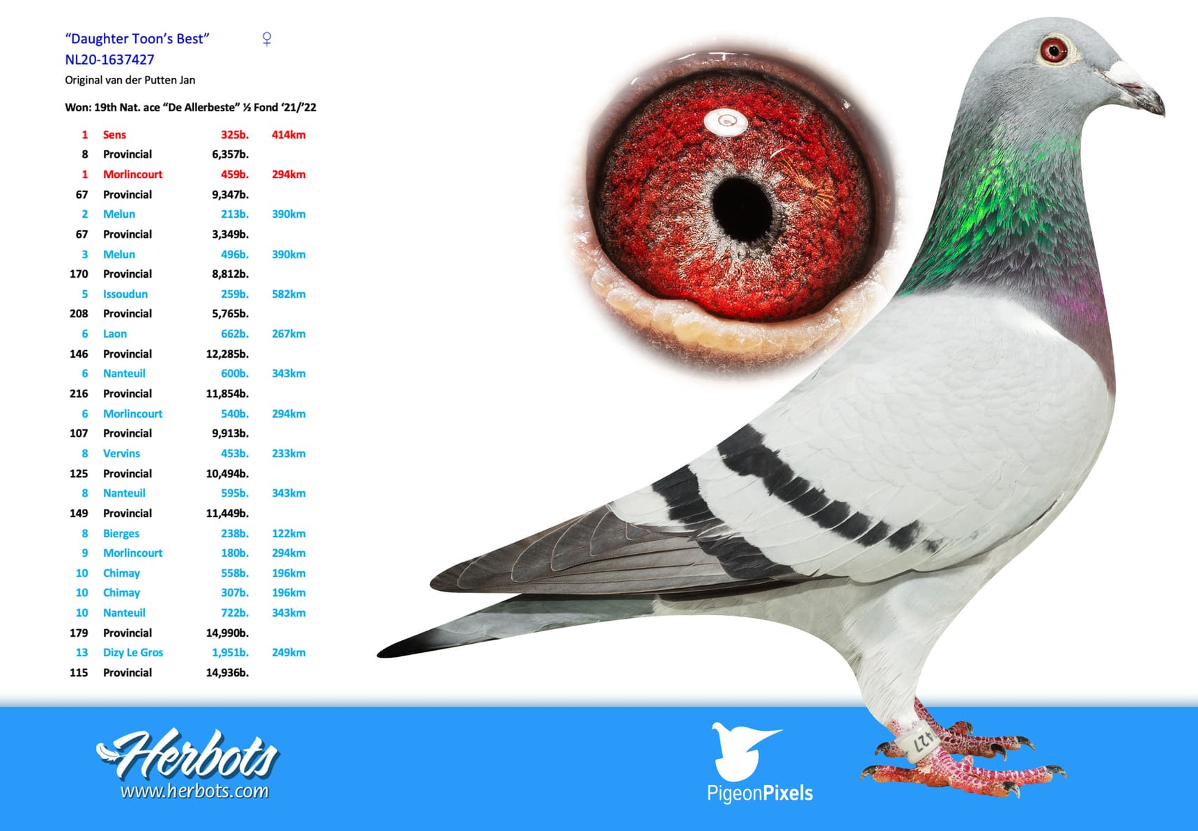 pigeon: undefined
