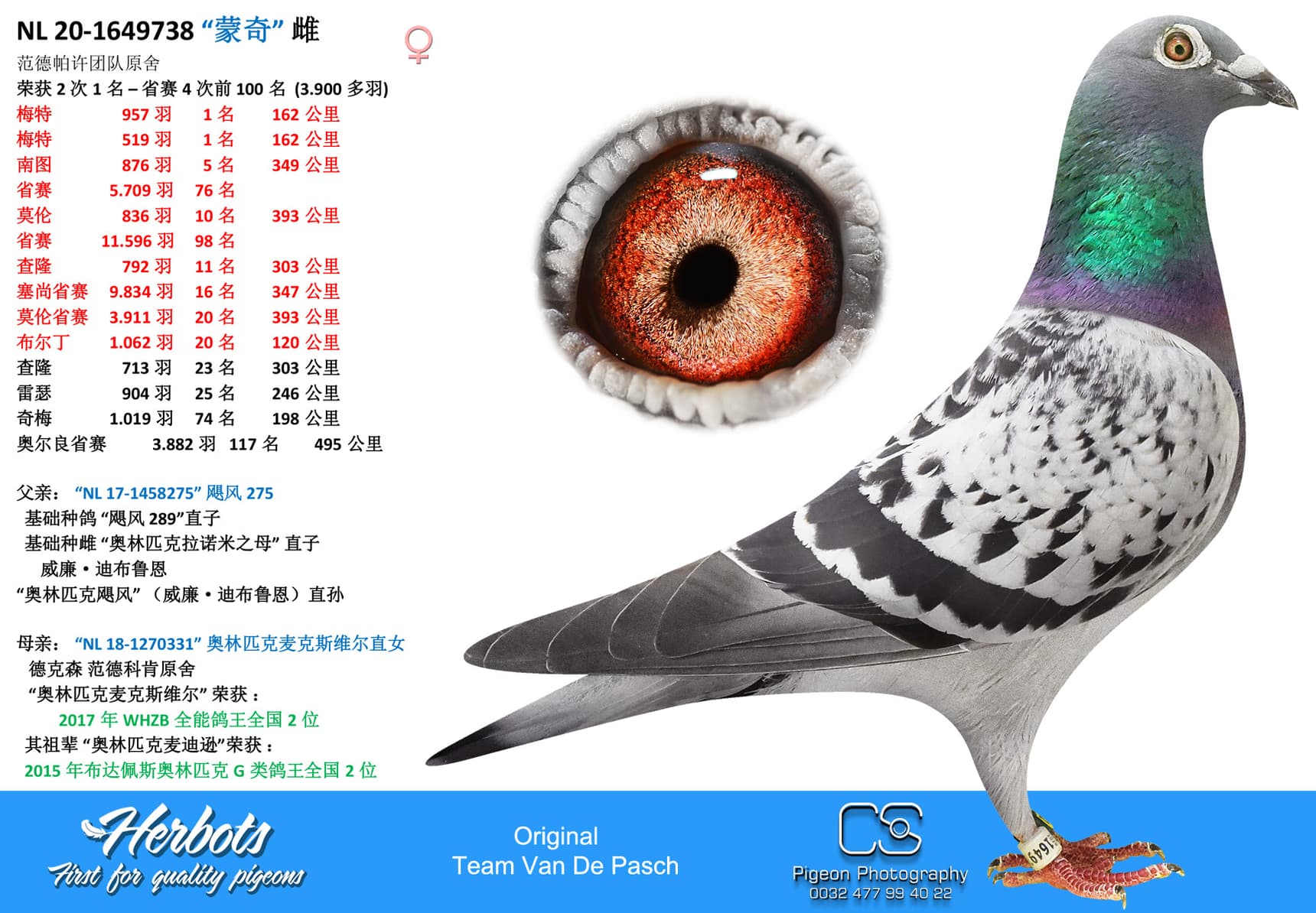 pigeon: undefined