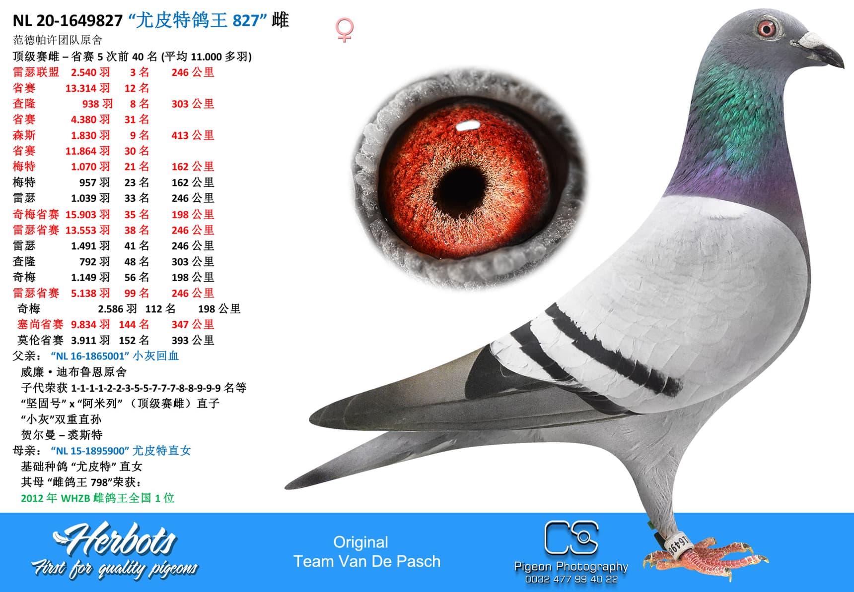 pigeon: undefined