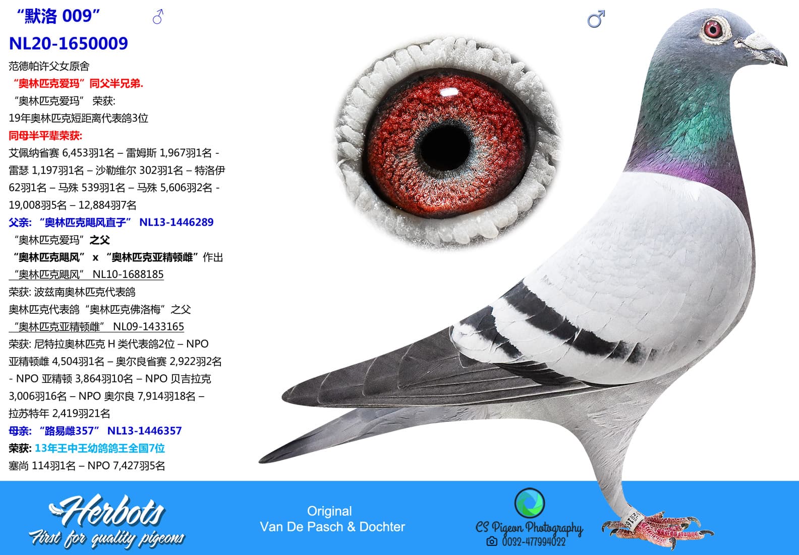 pigeon: undefined