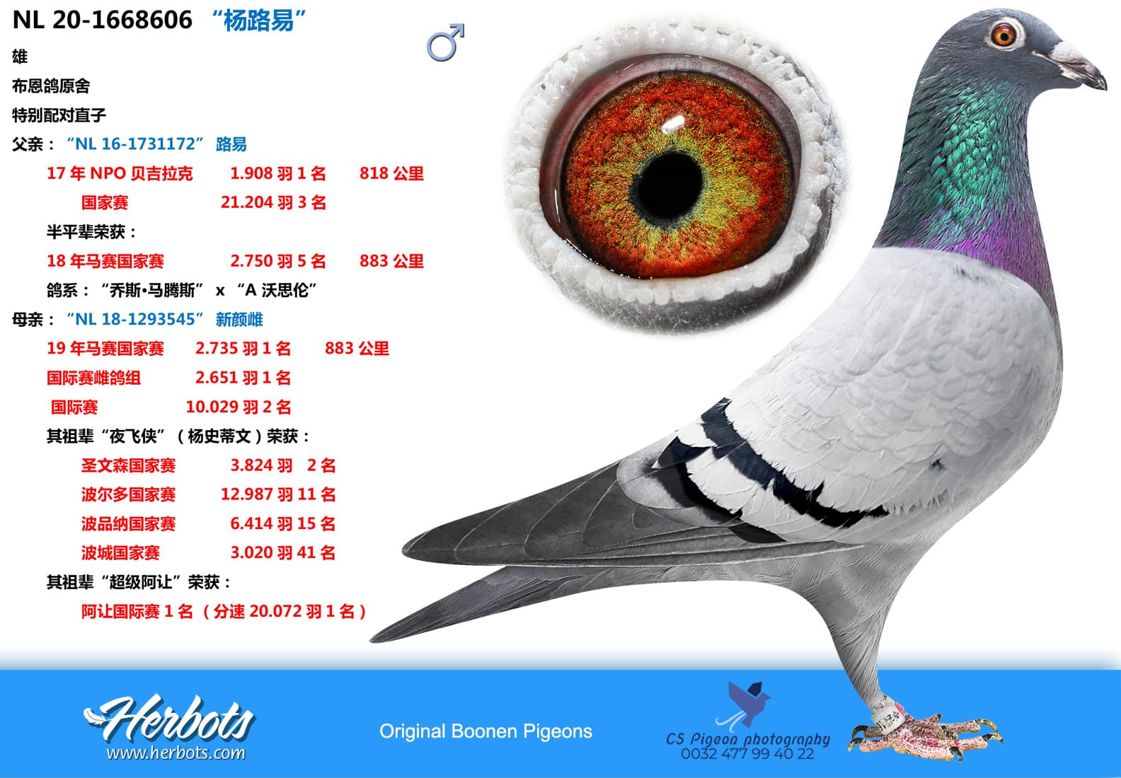 pigeon: undefined