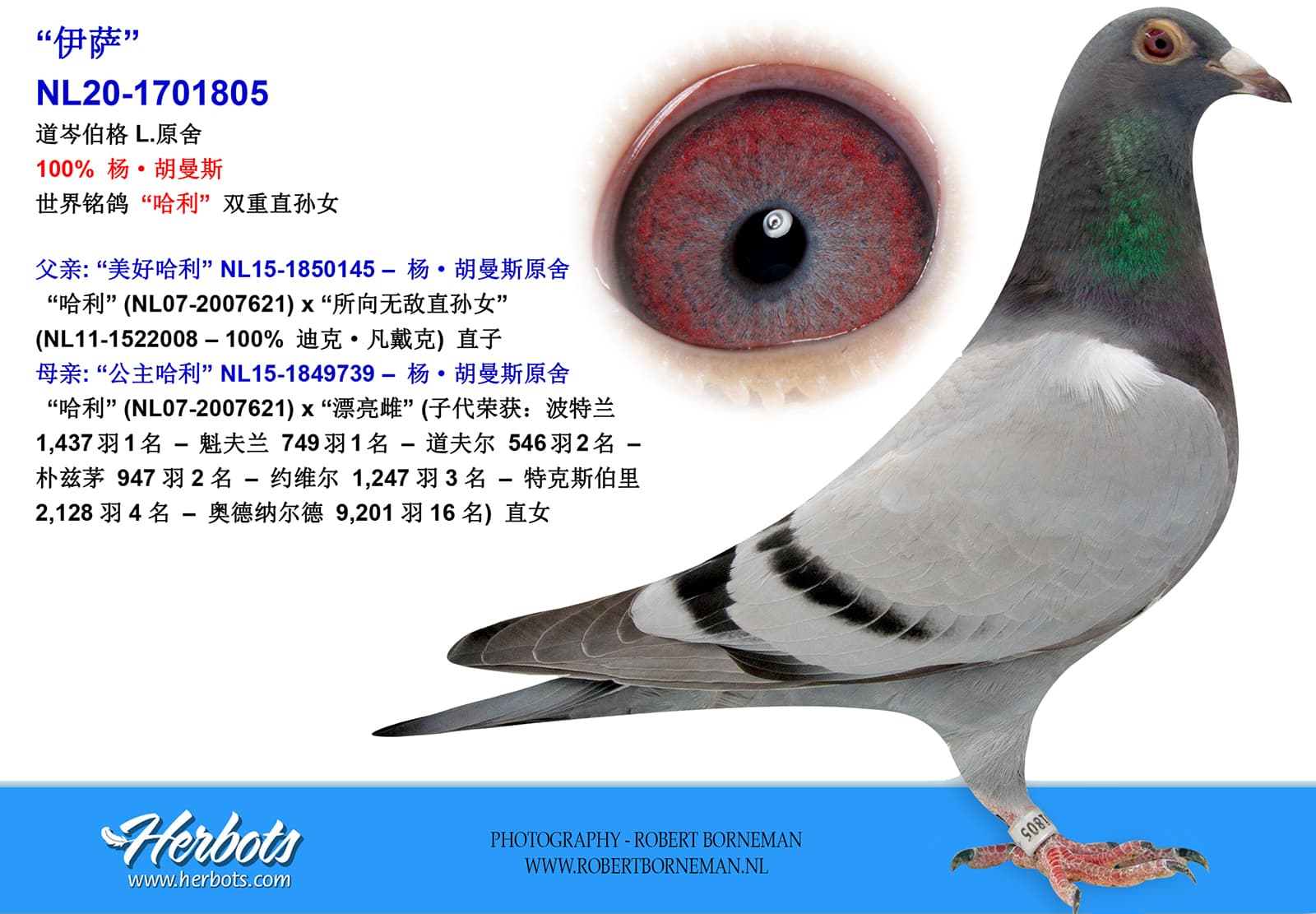pigeon: undefined