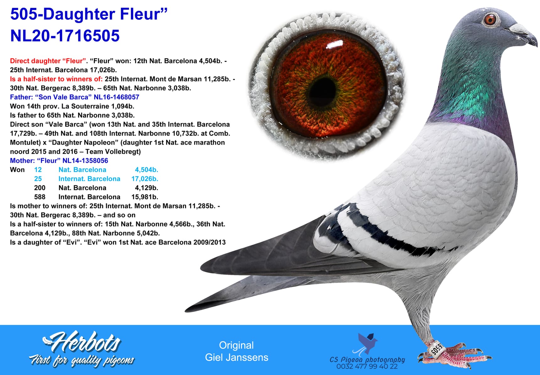pigeon: undefined