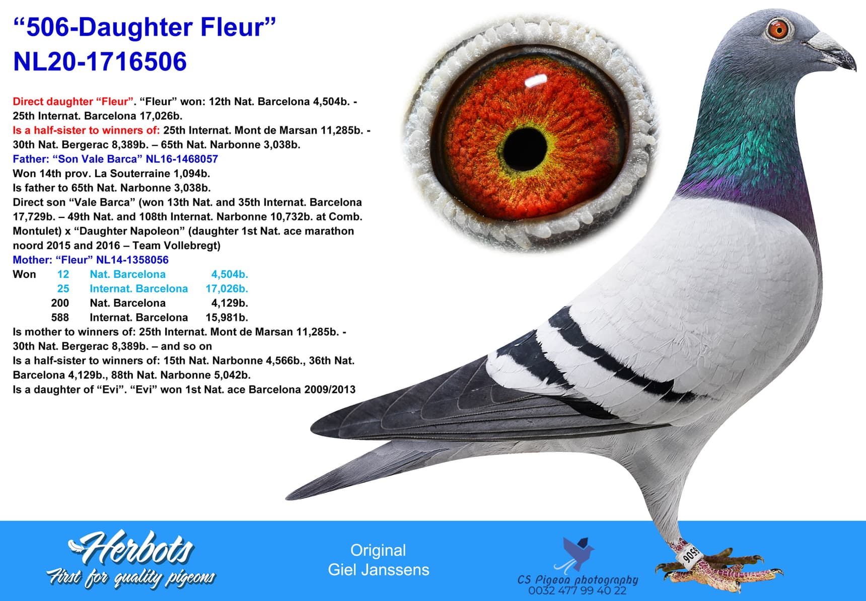 pigeon: undefined