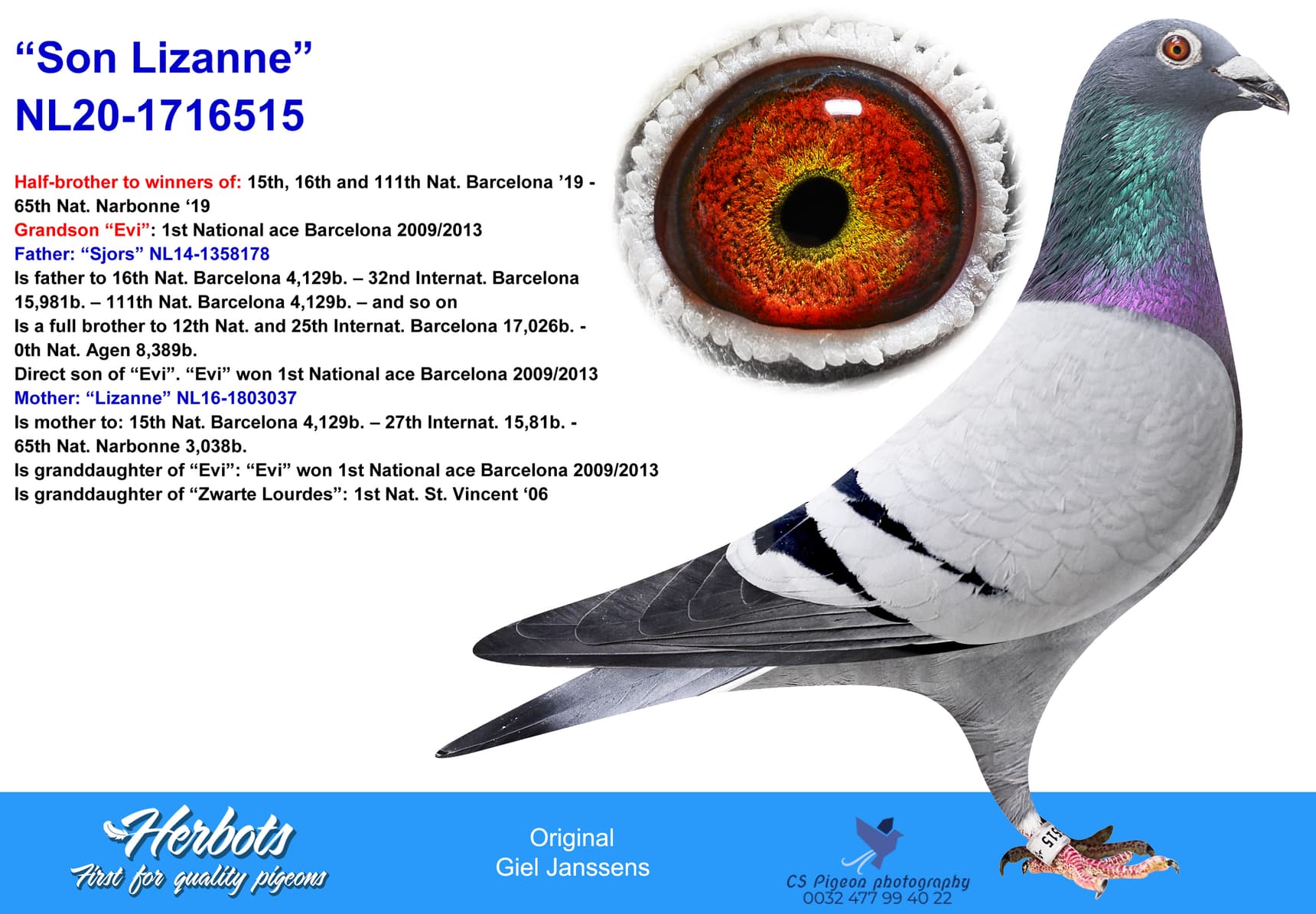 pigeon: undefined