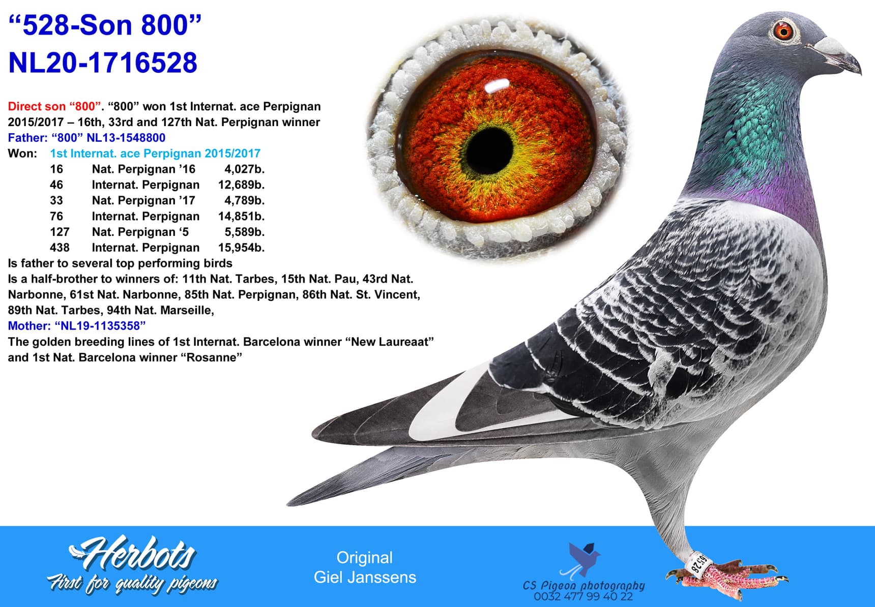 pigeon: undefined