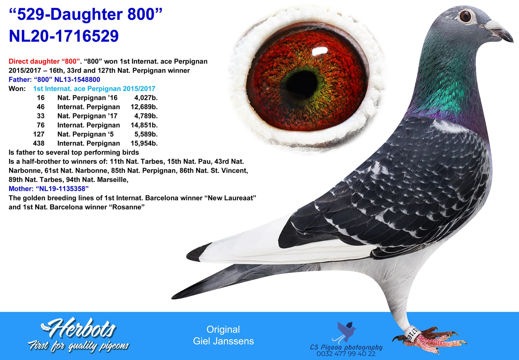 pigeon: undefined