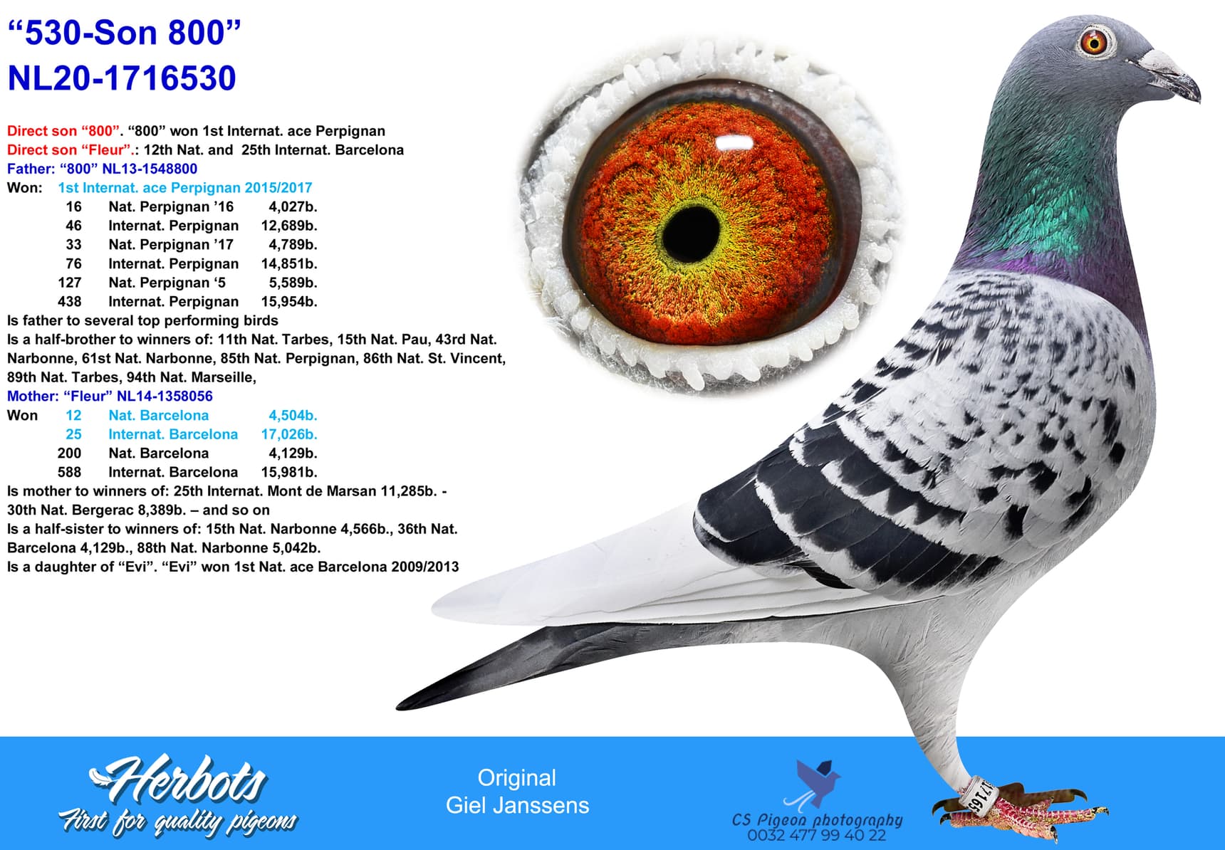 pigeon: undefined