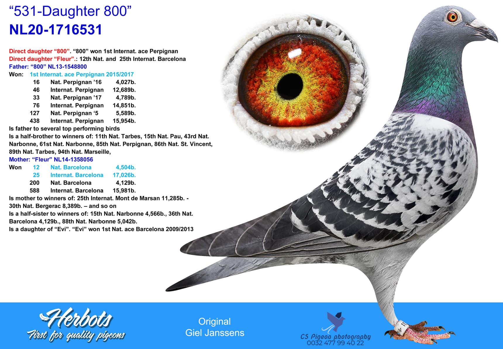 pigeon: undefined