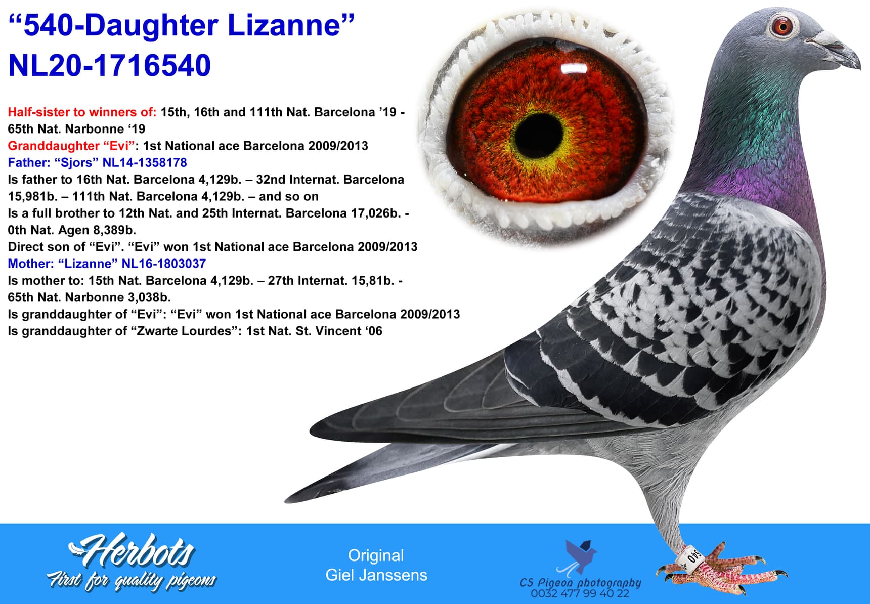 pigeon: undefined