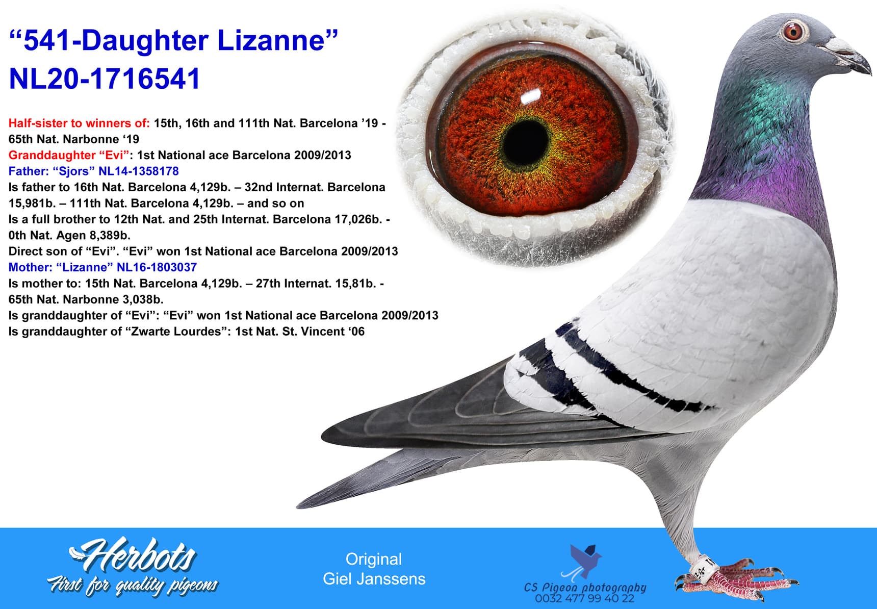 pigeon: undefined
