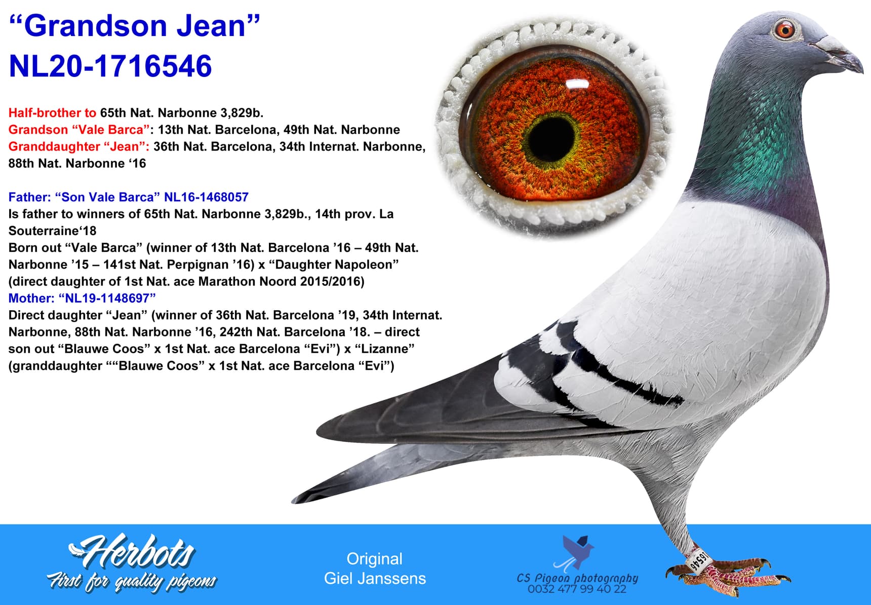 pigeon: undefined