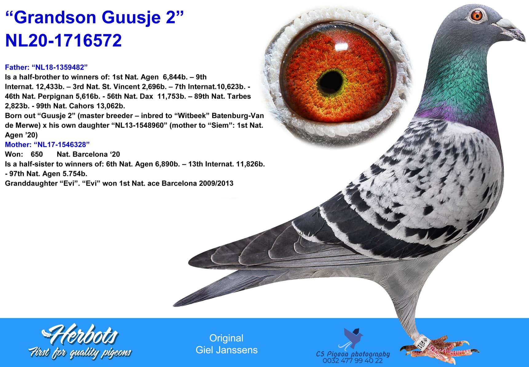 pigeon: undefined