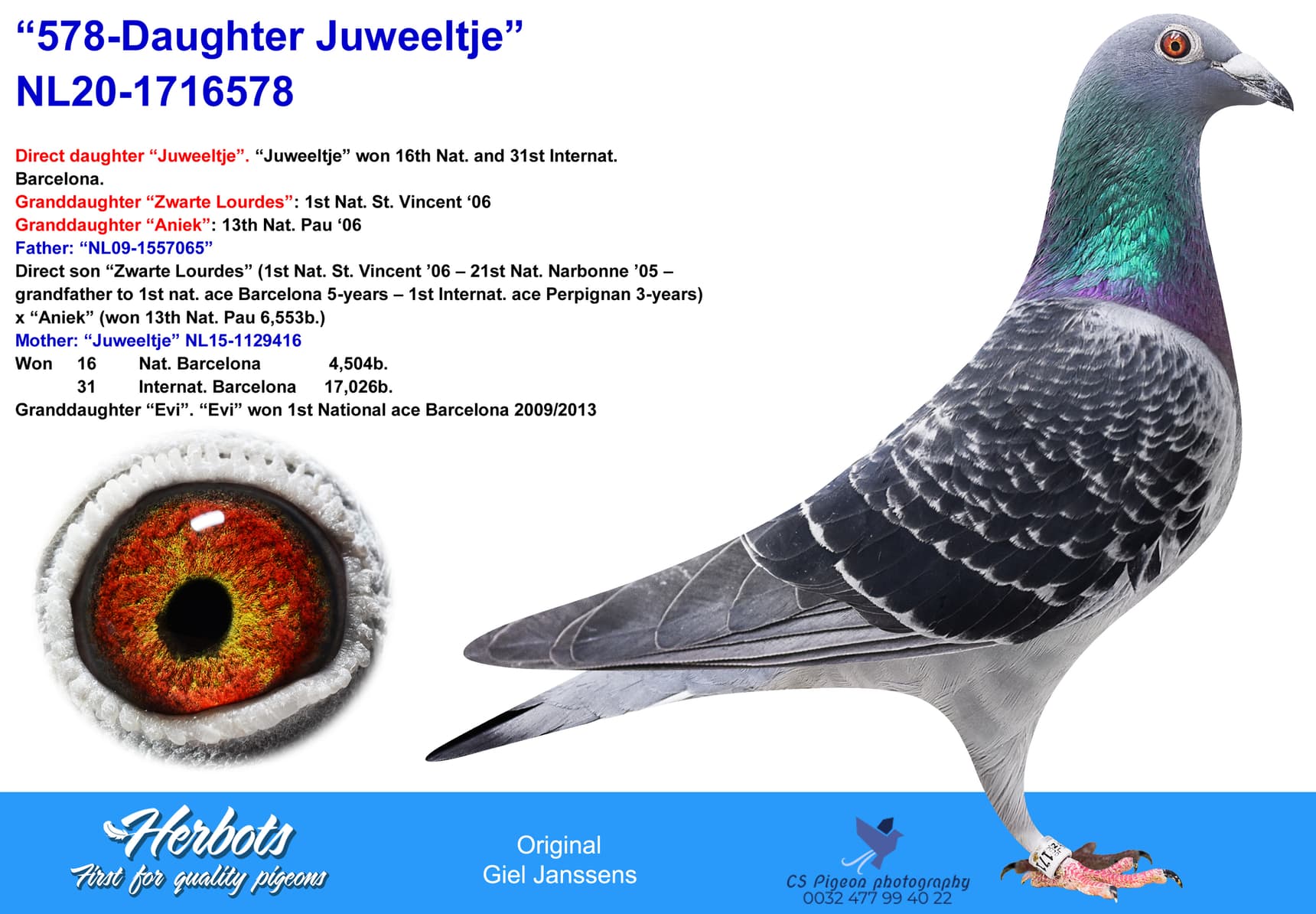 pigeon: undefined