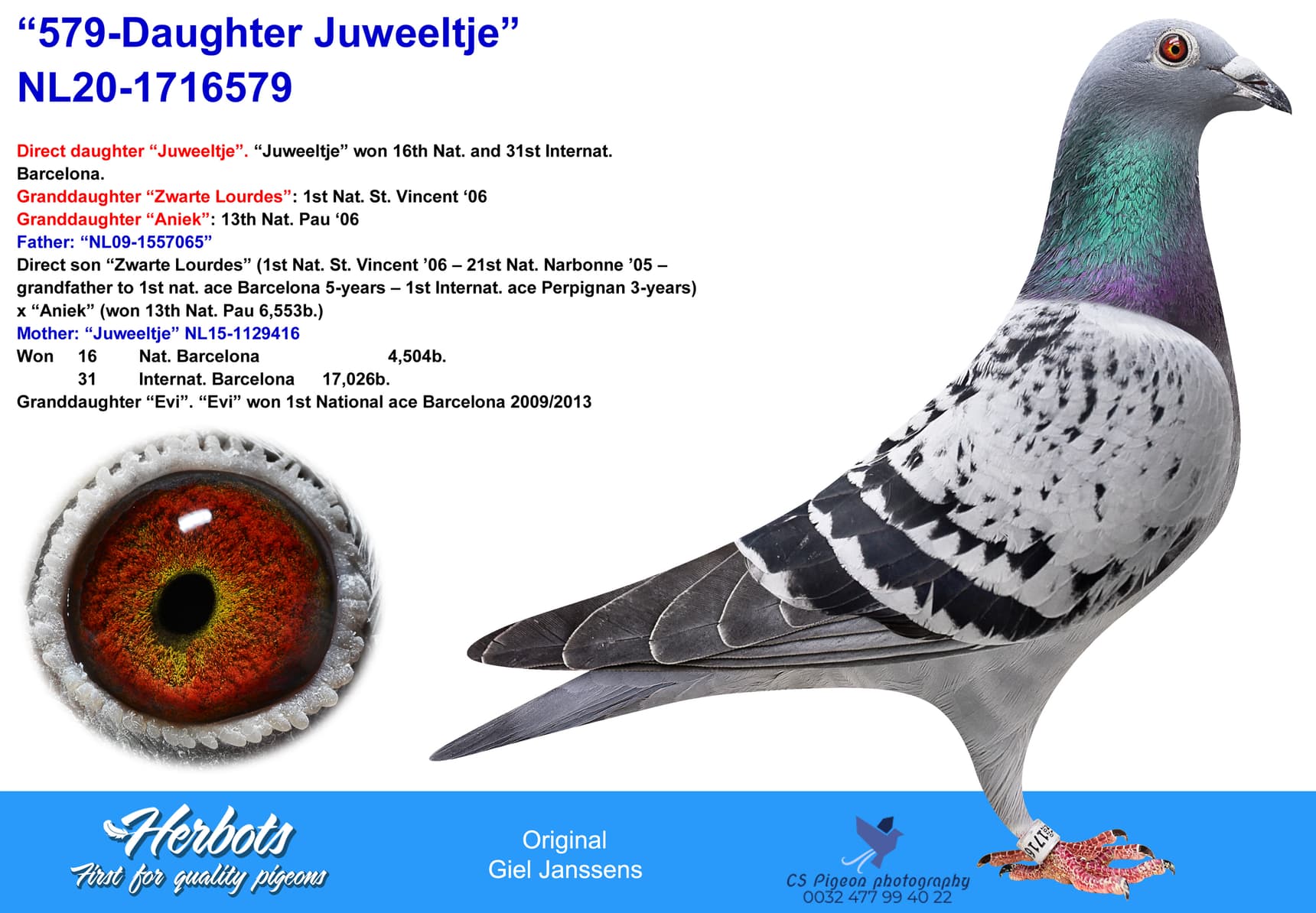 pigeon: undefined