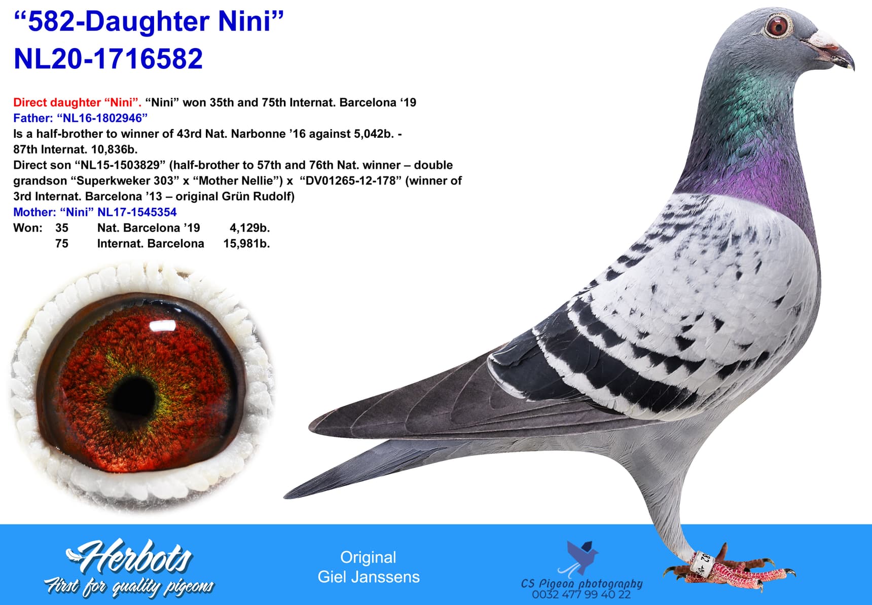 pigeon: undefined