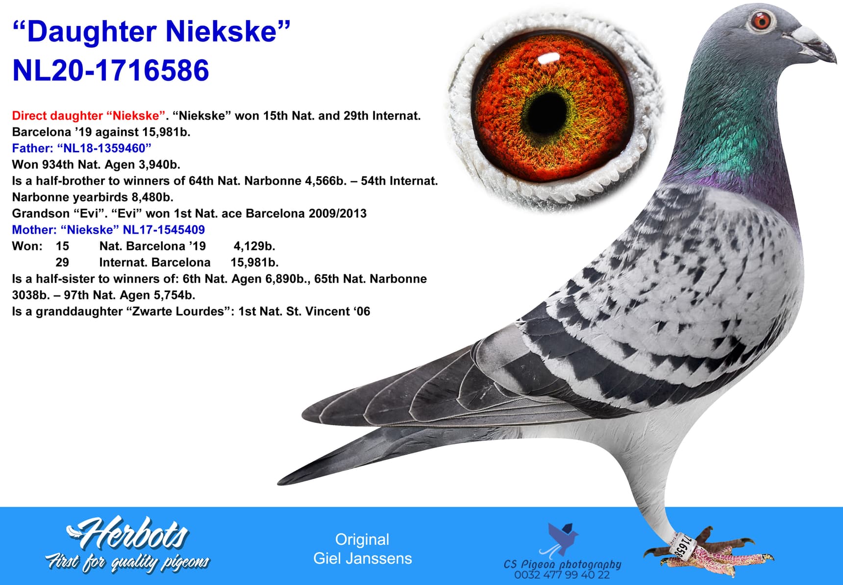 pigeon: undefined