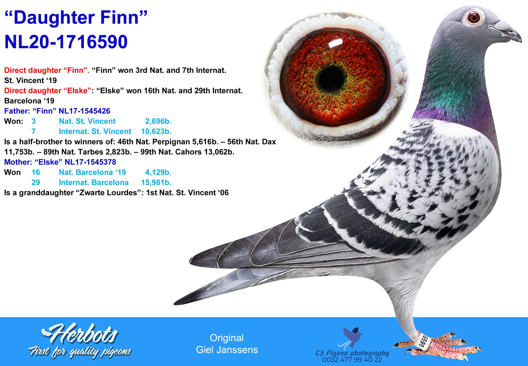 pigeon: undefined