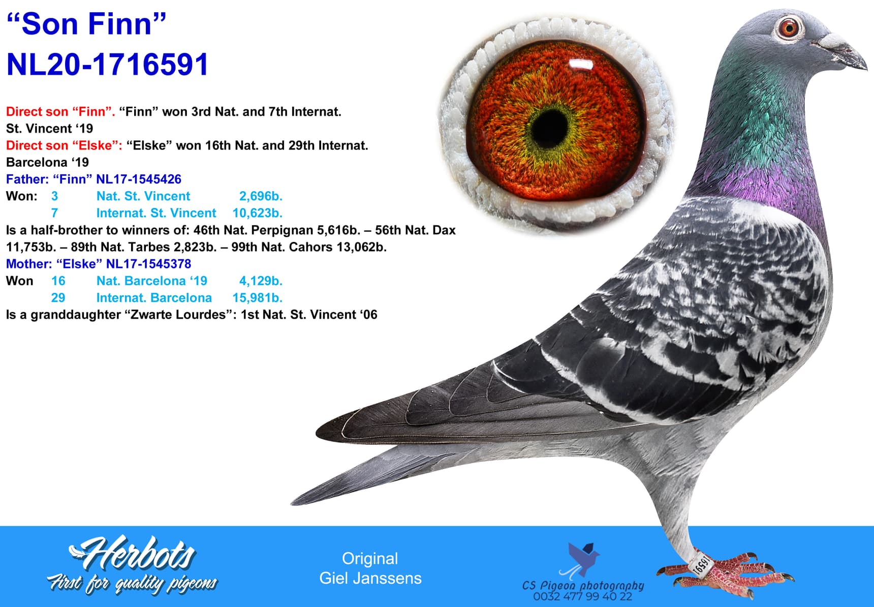 pigeon: undefined