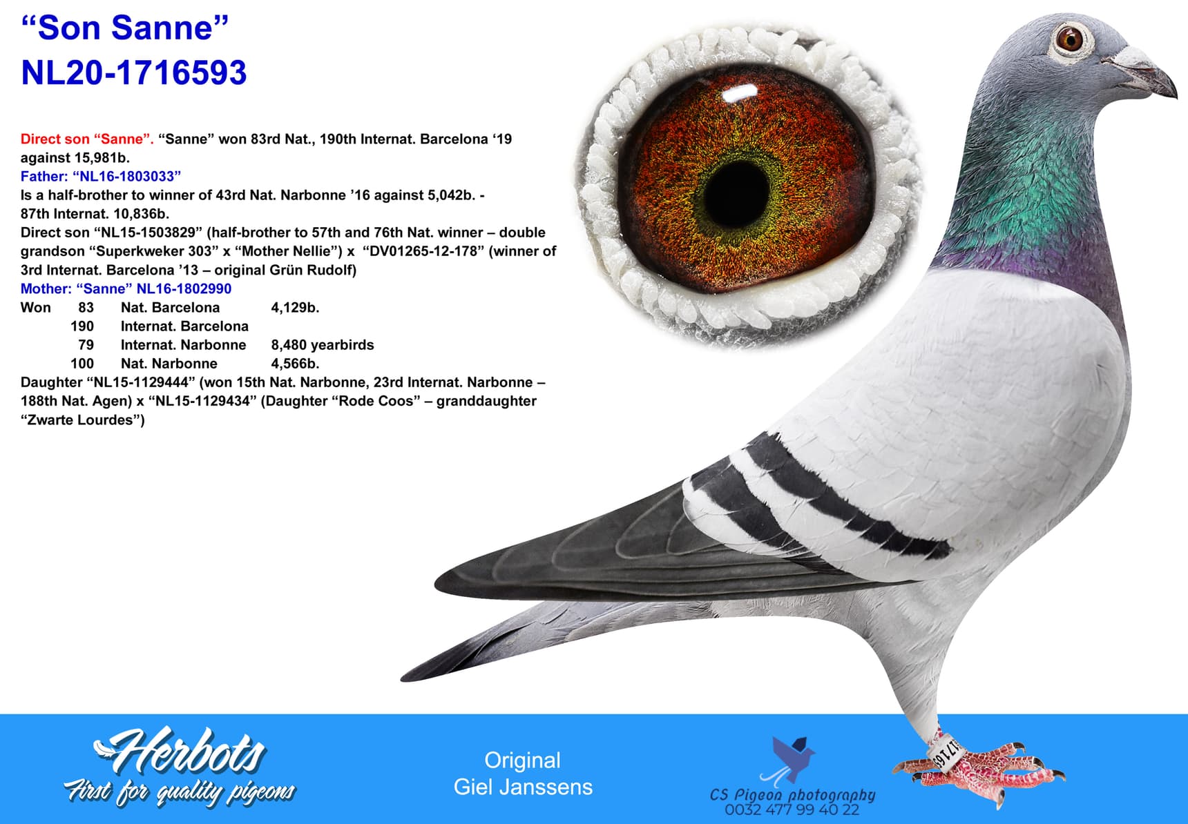 pigeon: undefined
