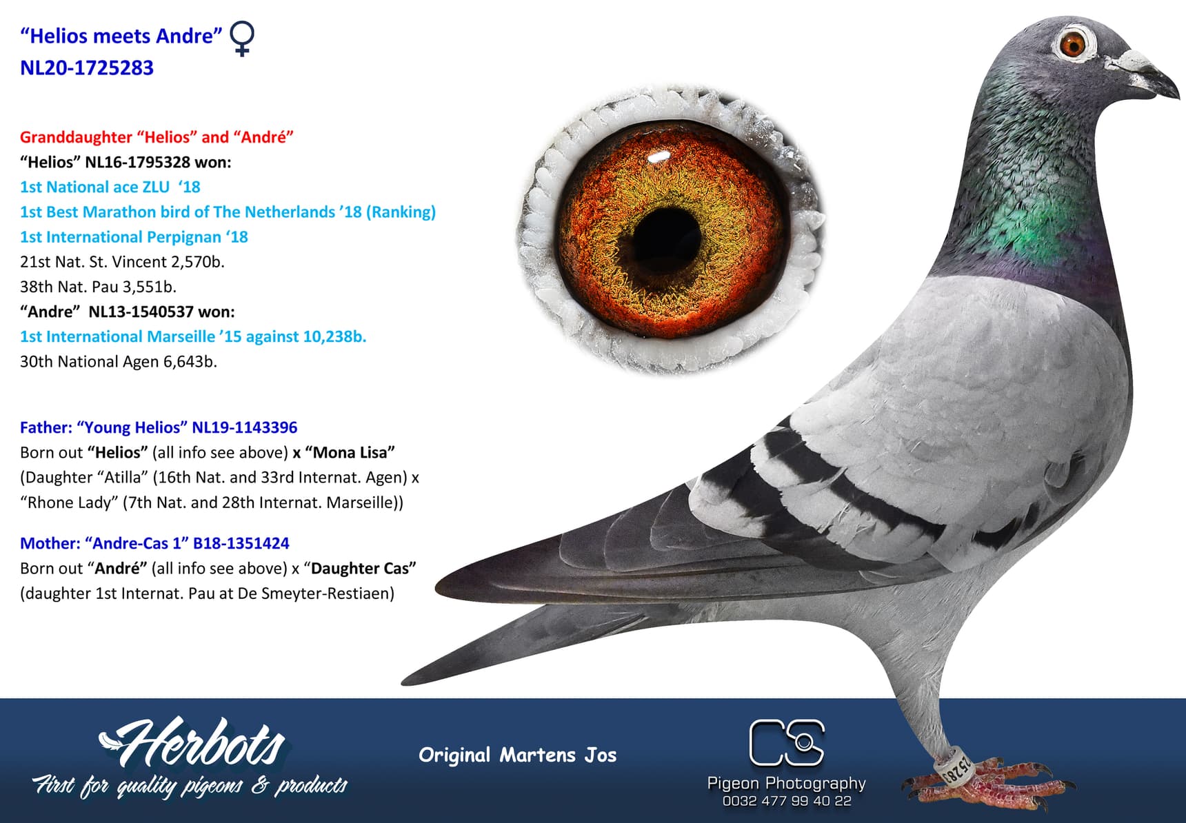 pigeon: undefined
