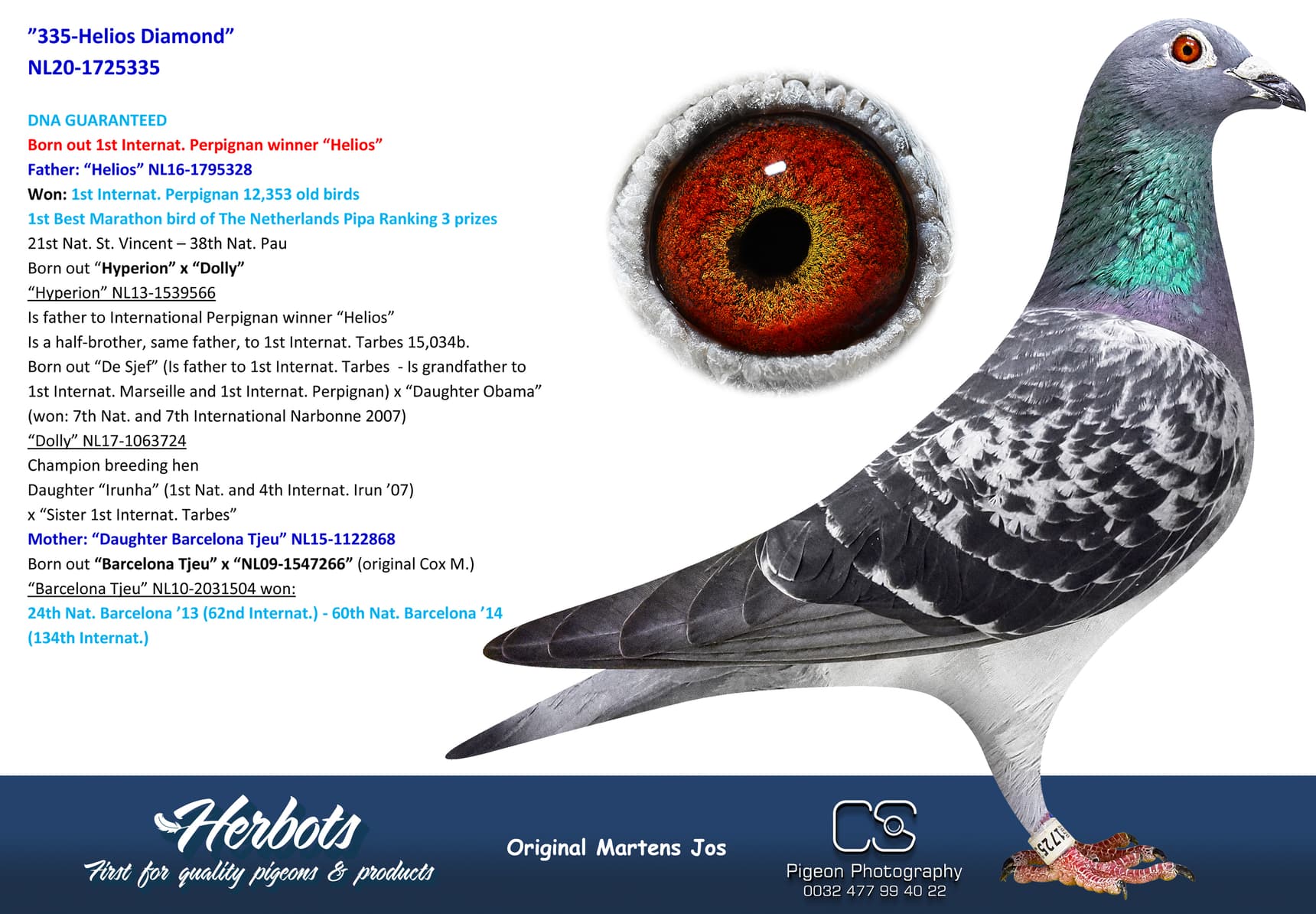 pigeon: undefined