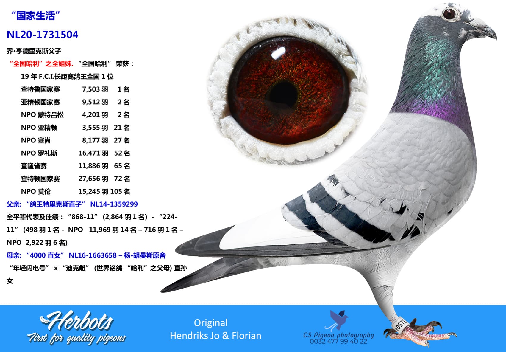 pigeon: “国家生活”