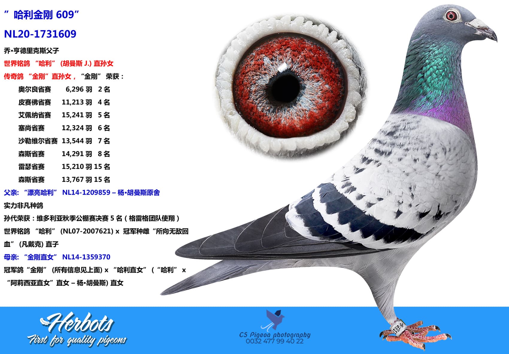 pigeon: ”哈利金刚 609”