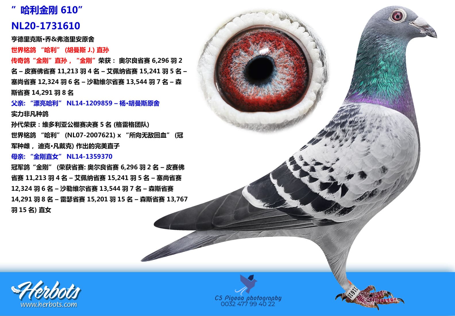 pigeon: undefined