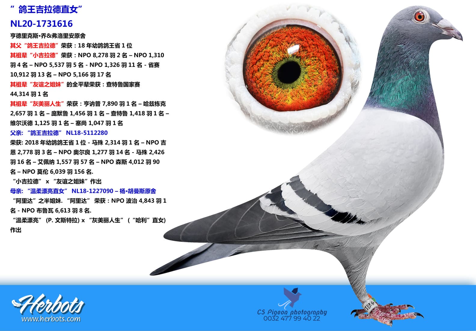pigeon: undefined