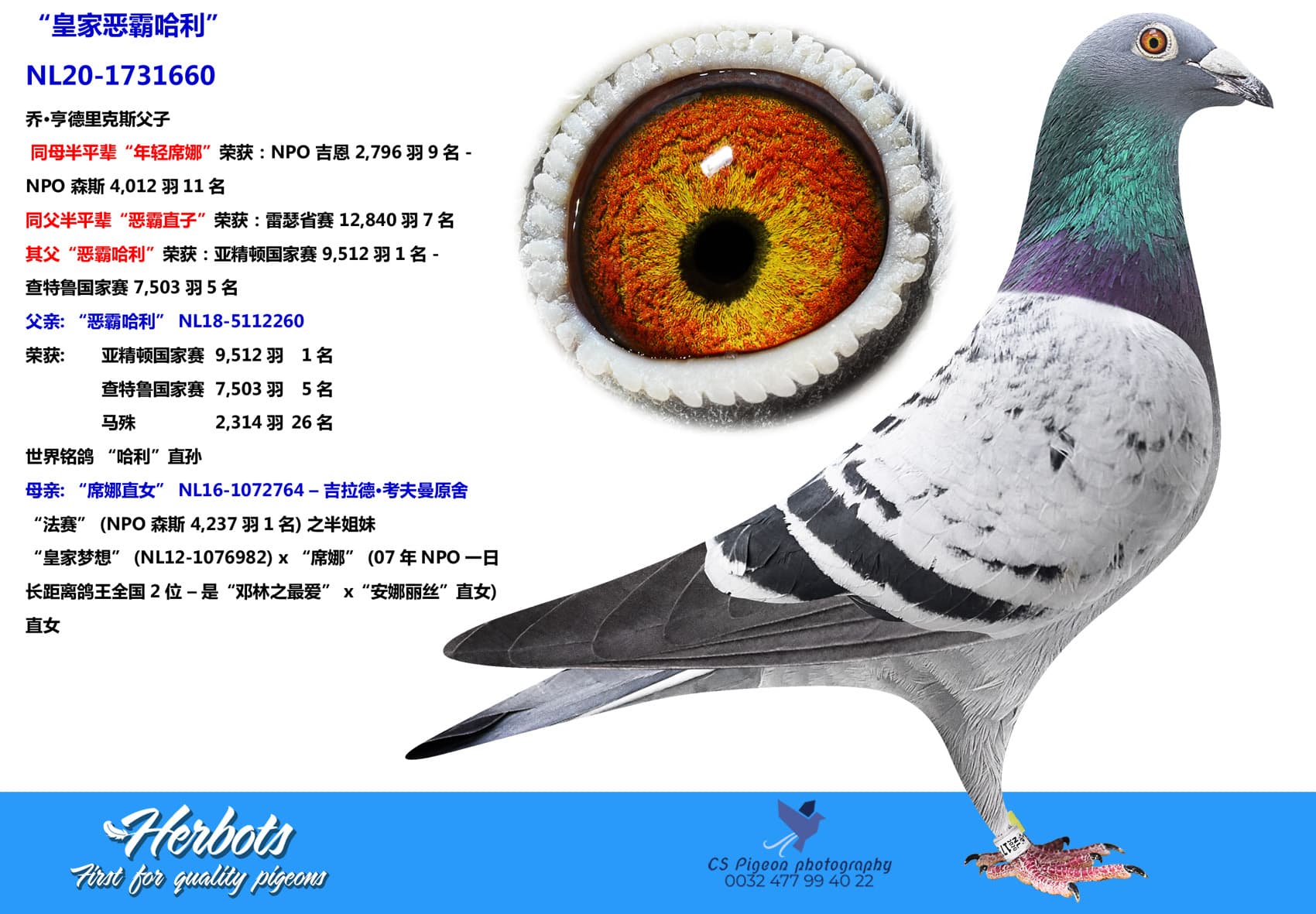 pigeon: “皇家恶霸哈利”