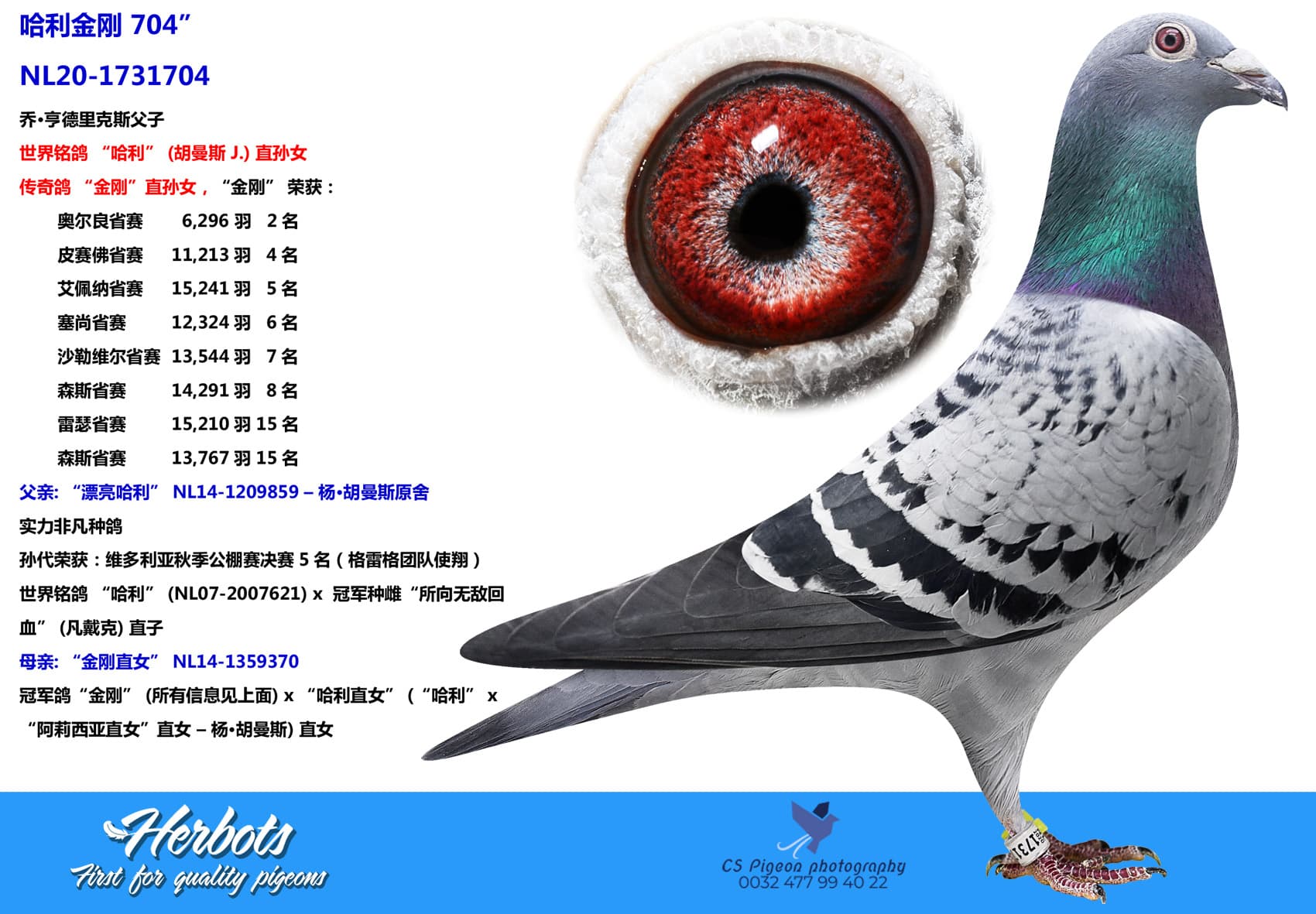 pigeon: 哈利金刚 704”