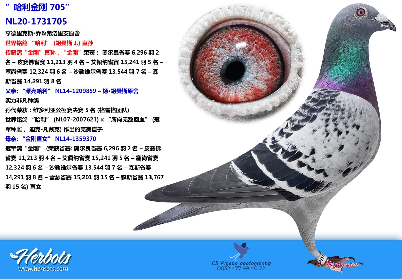 pigeon: undefined
