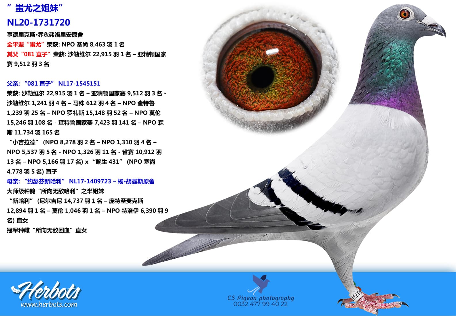 pigeon: undefined