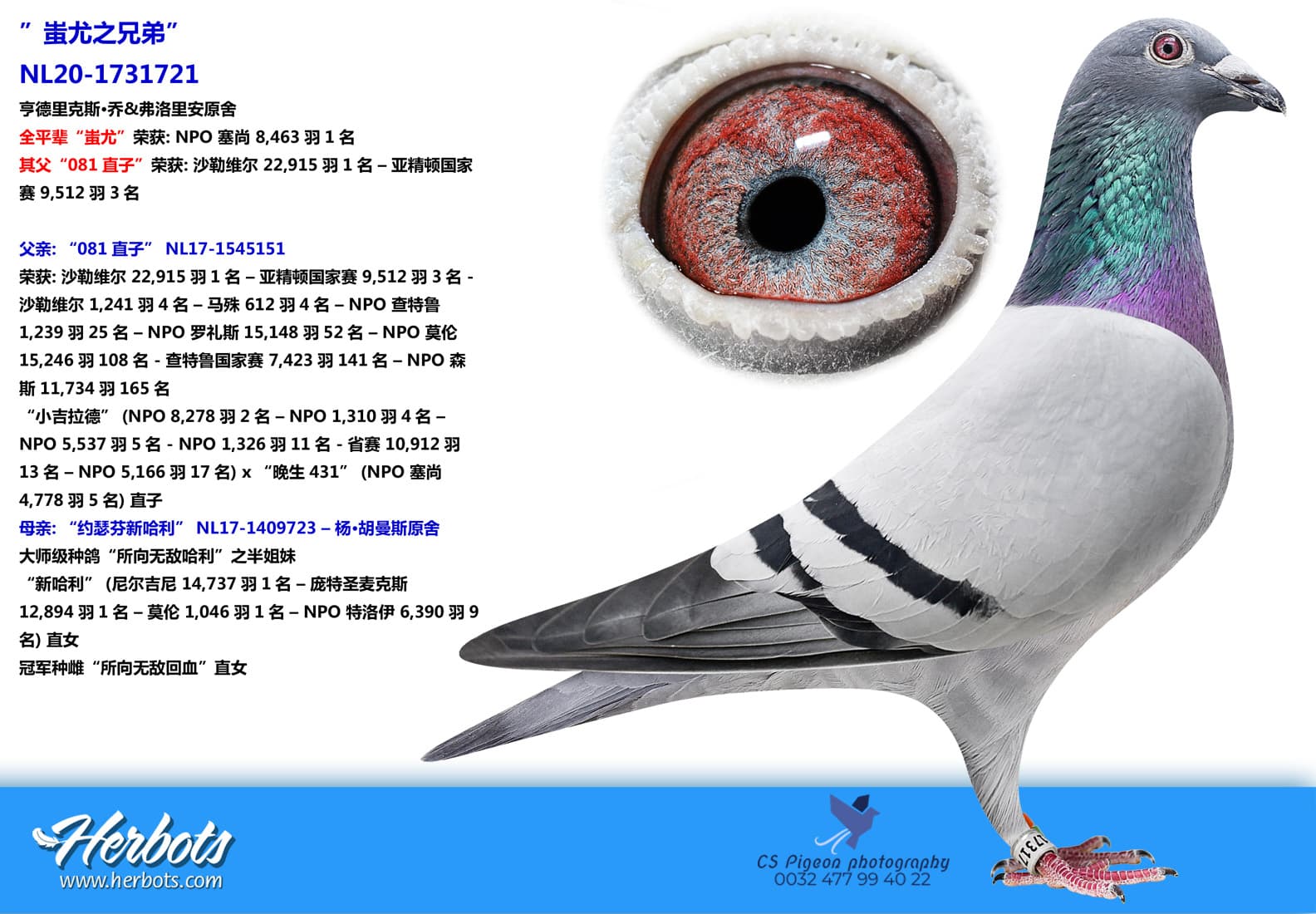 pigeon: undefined