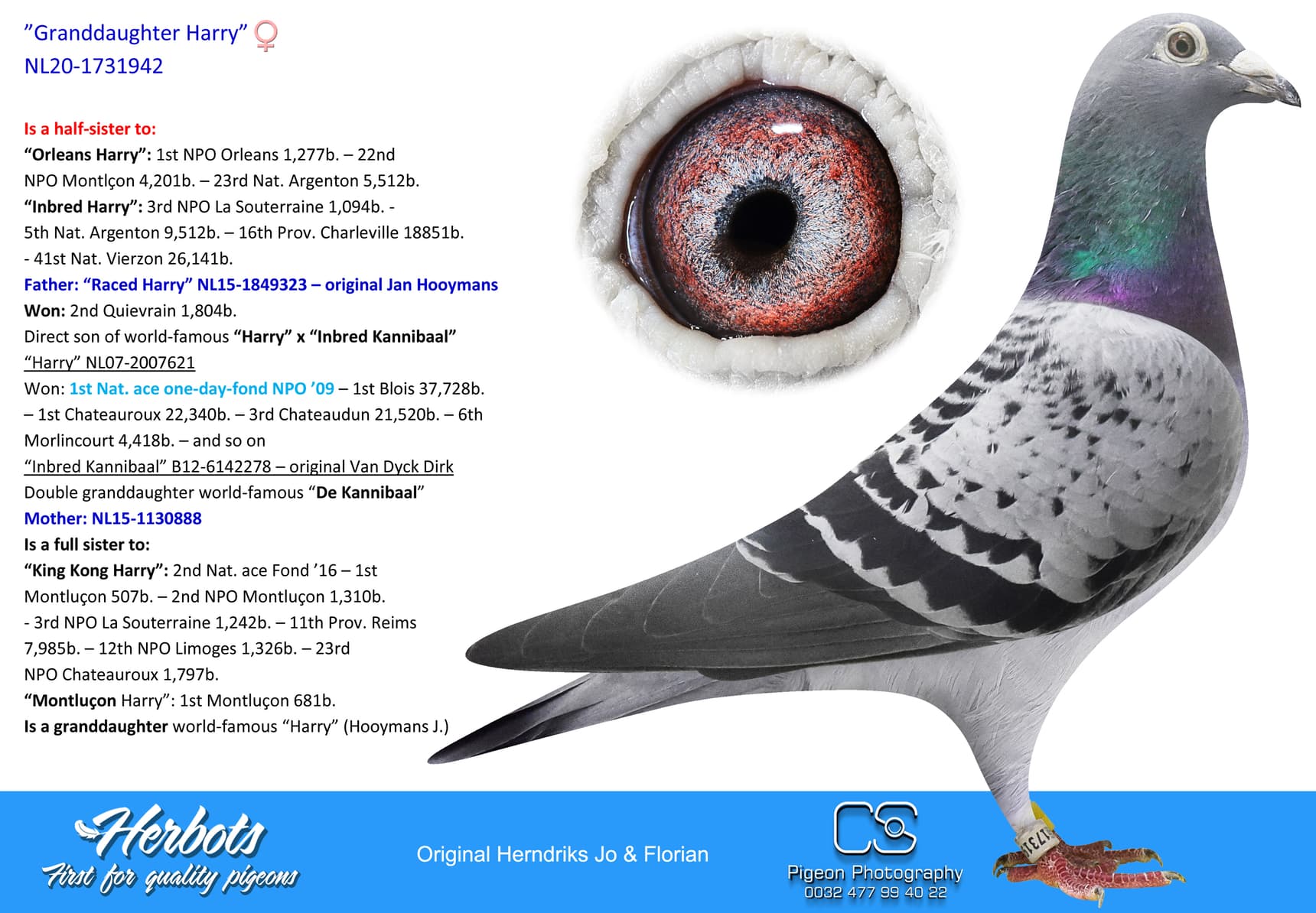 pigeon: undefined