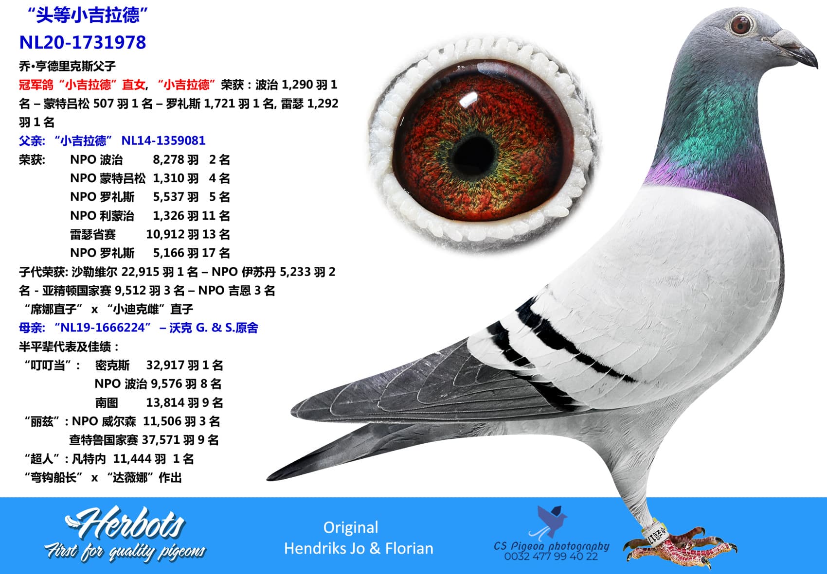 pigeon: “头等小吉拉德”