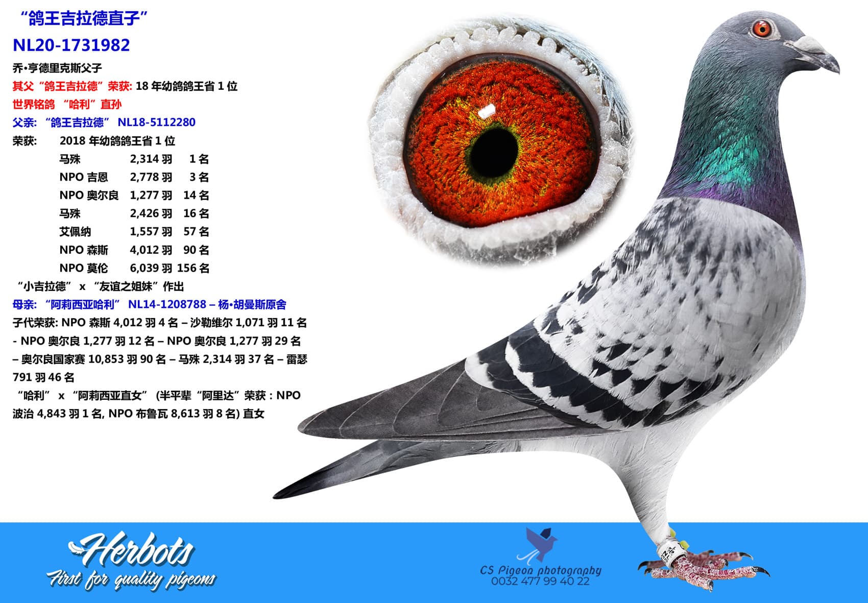 pigeon: “鸽王吉拉德直子”