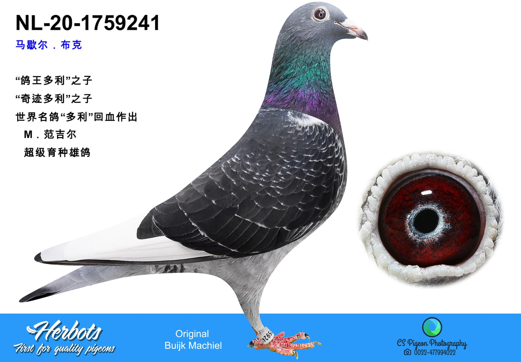 pigeon: undefined