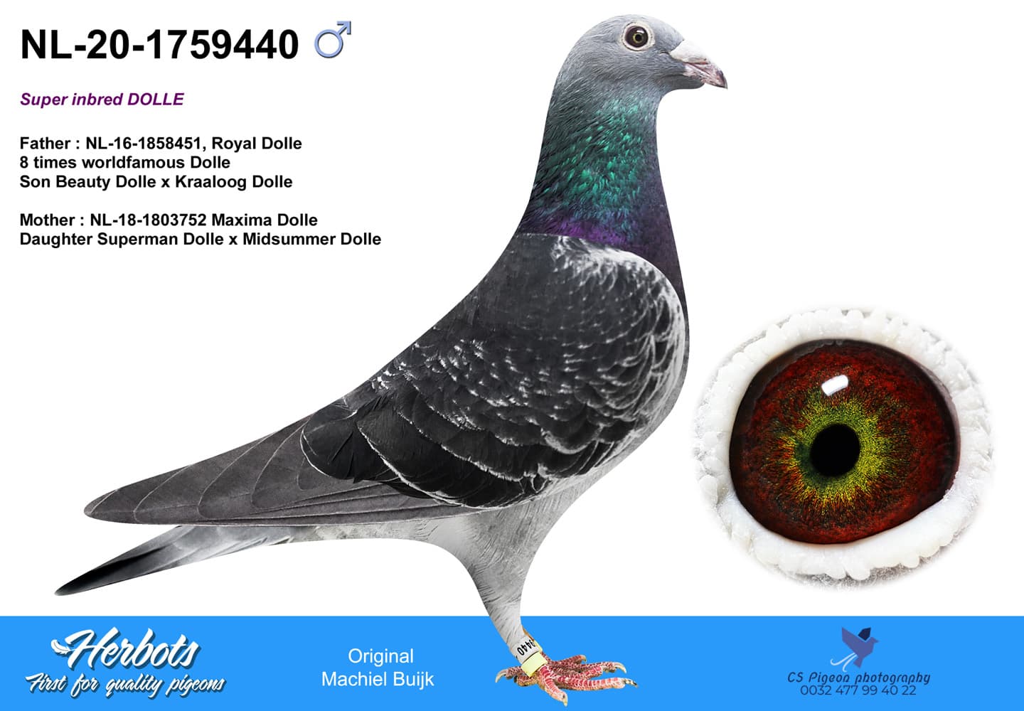 pigeon: undefined