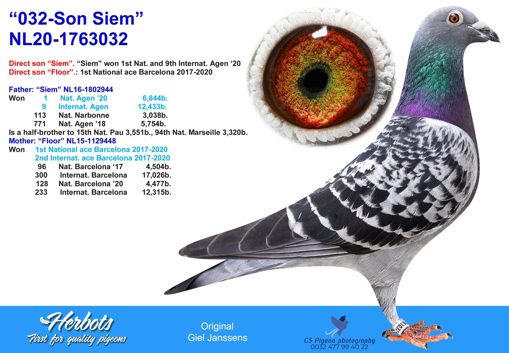 pigeon: undefined