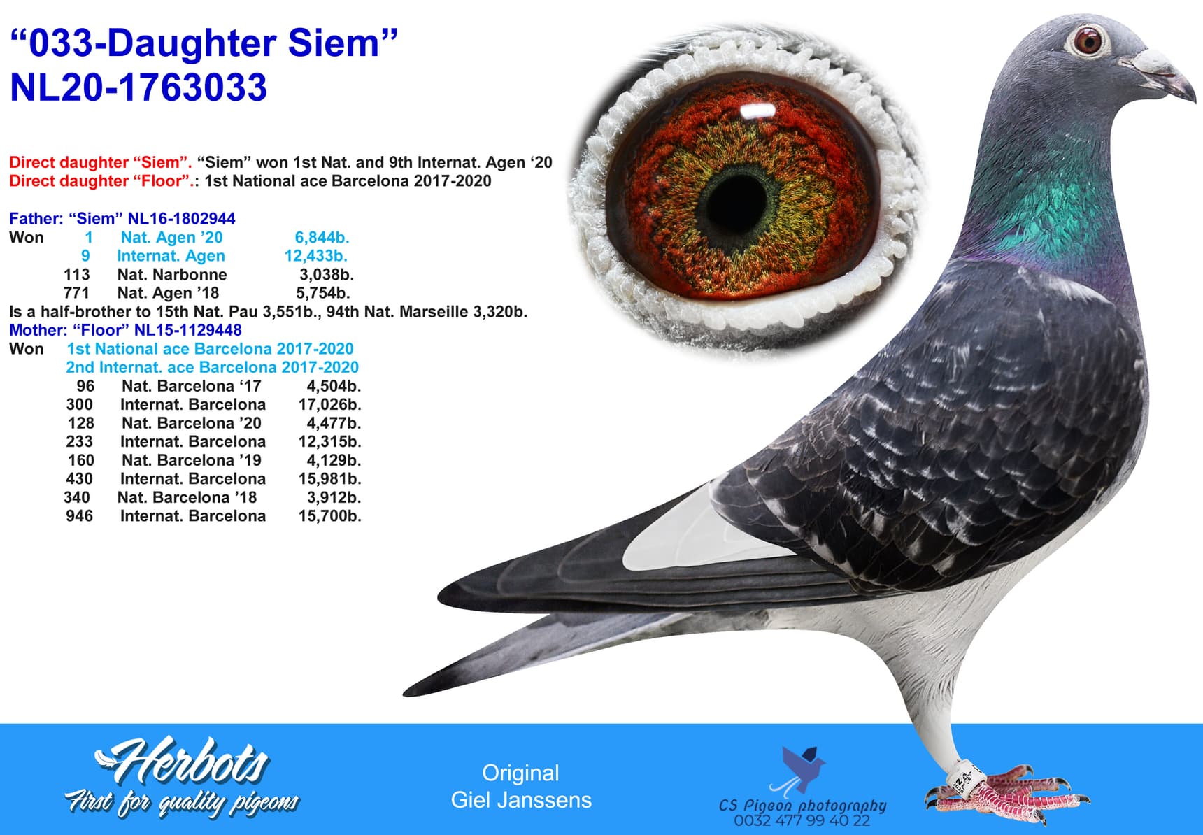 pigeon: undefined