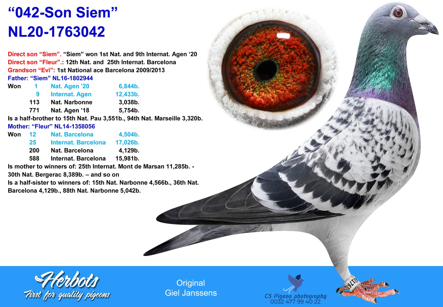 pigeon: undefined