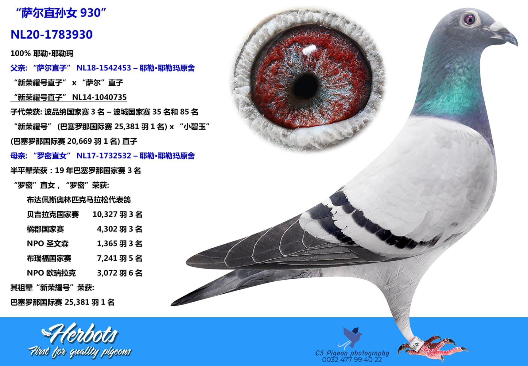 pigeon: undefined