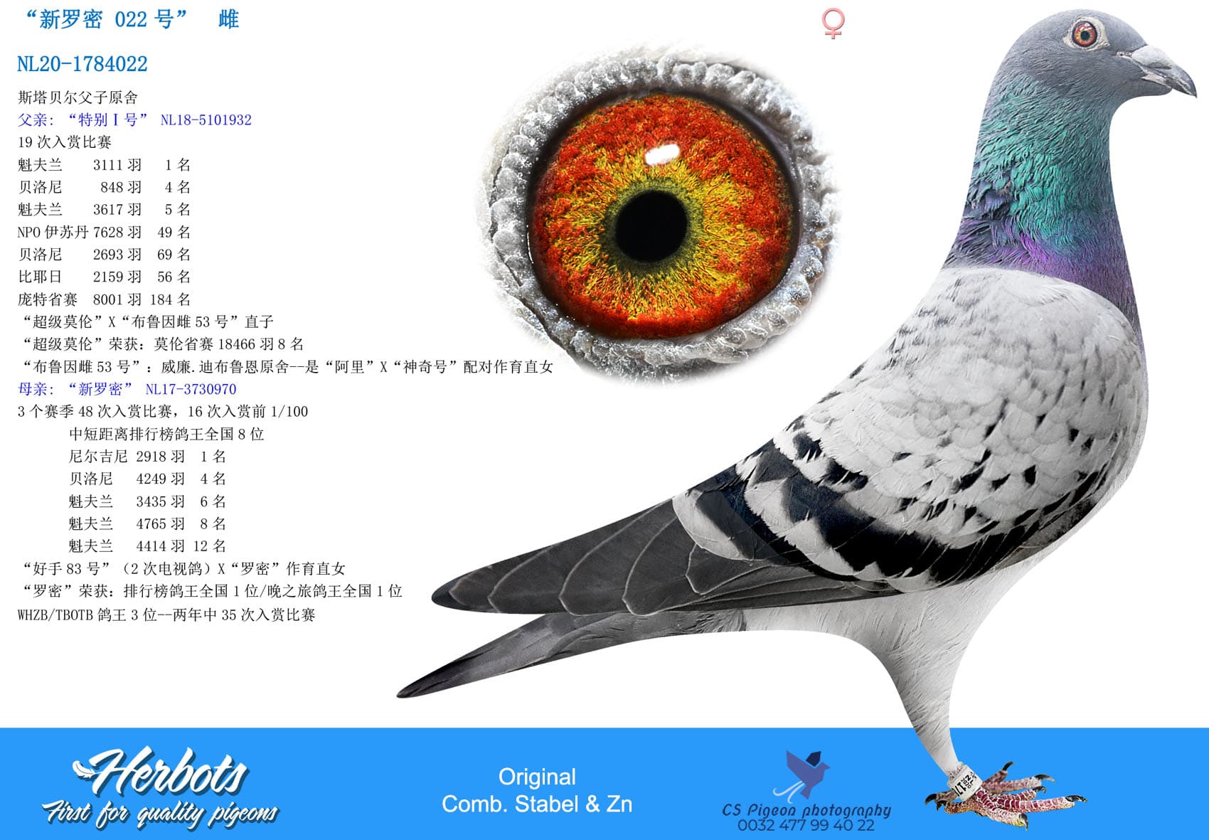 pigeon: undefined