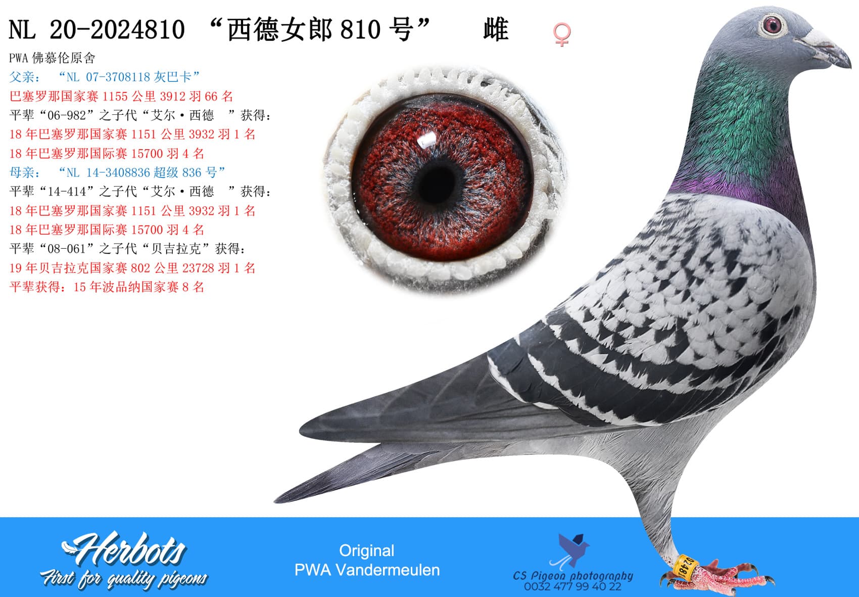 pigeon: undefined