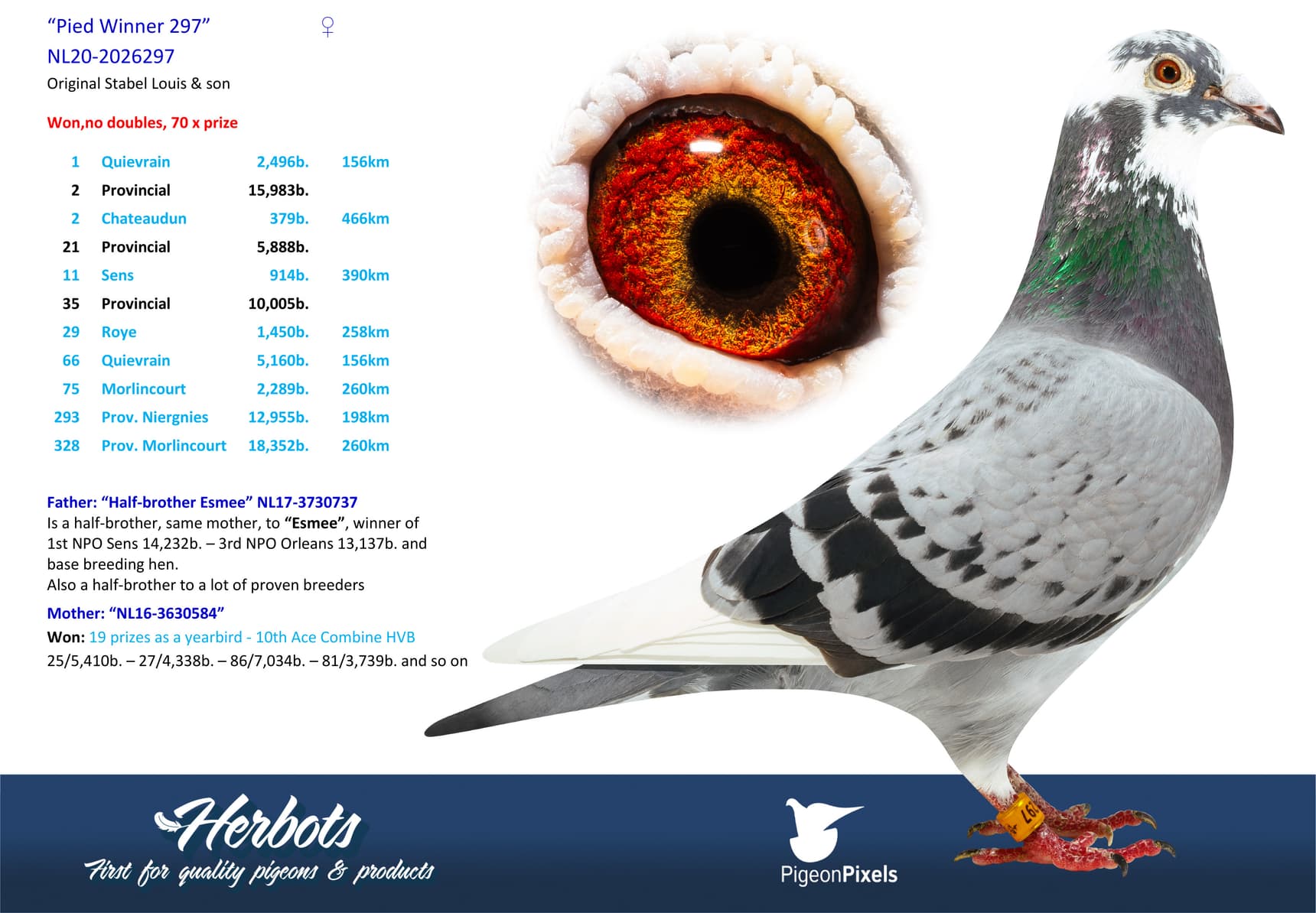 pigeon: undefined