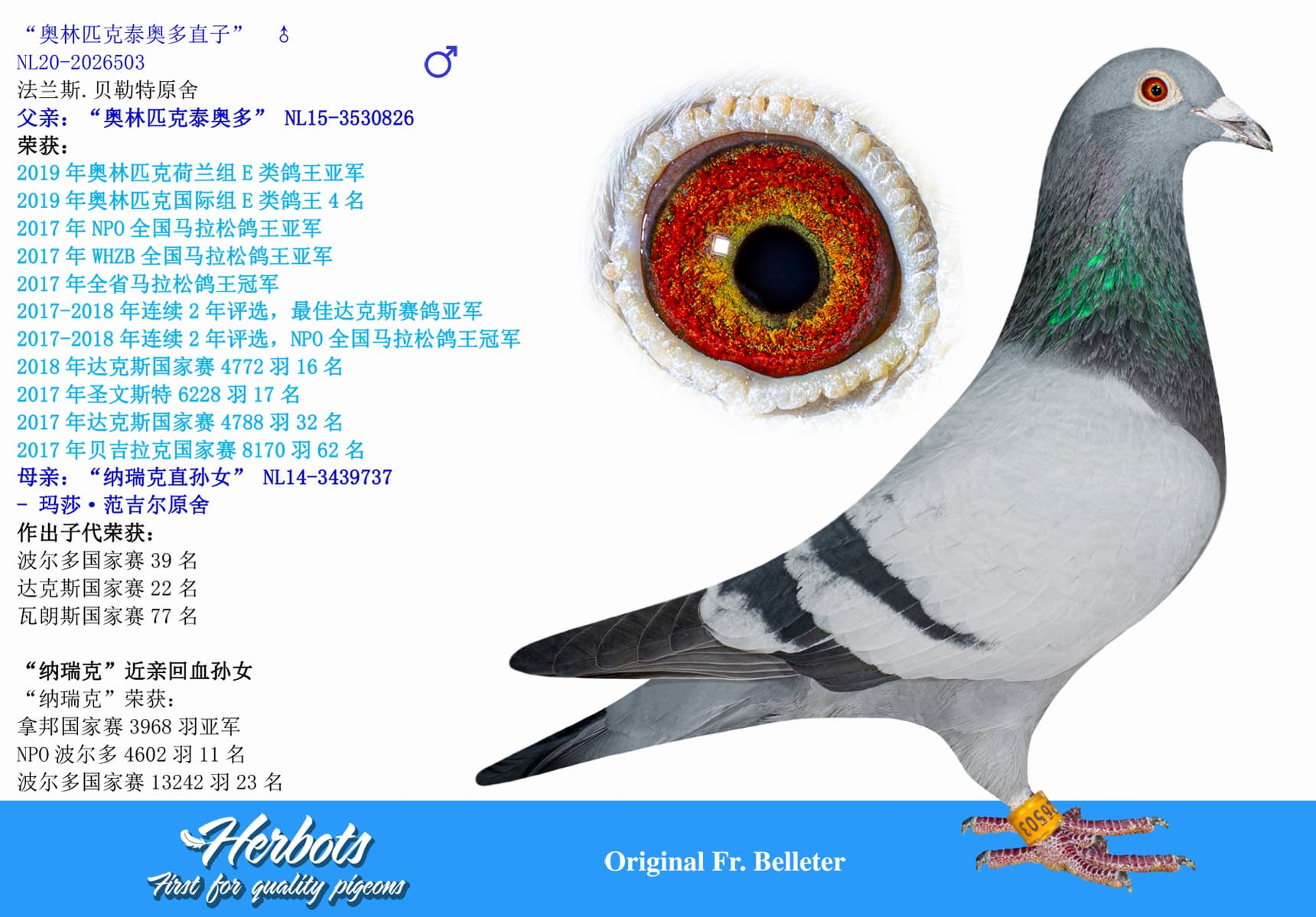pigeon: undefined