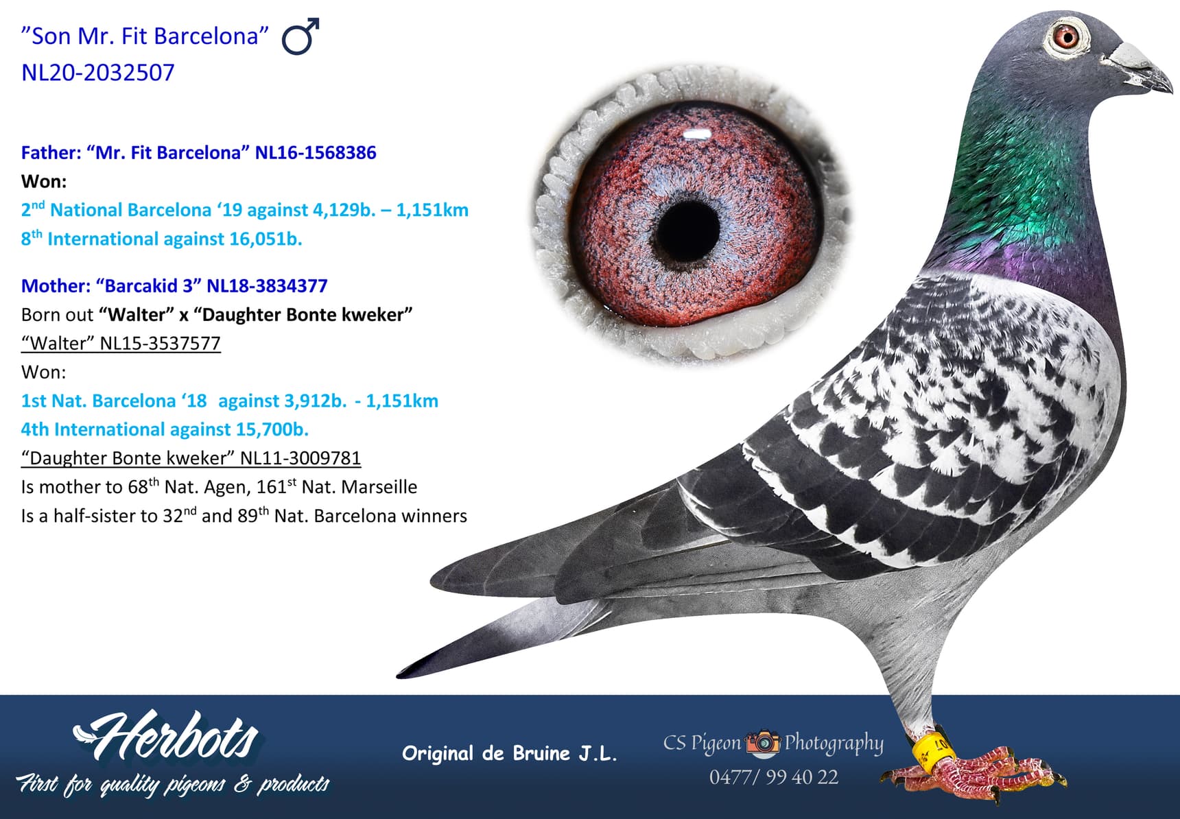 pigeon: undefined