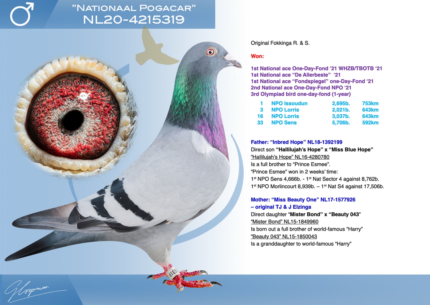 pigeon: undefined